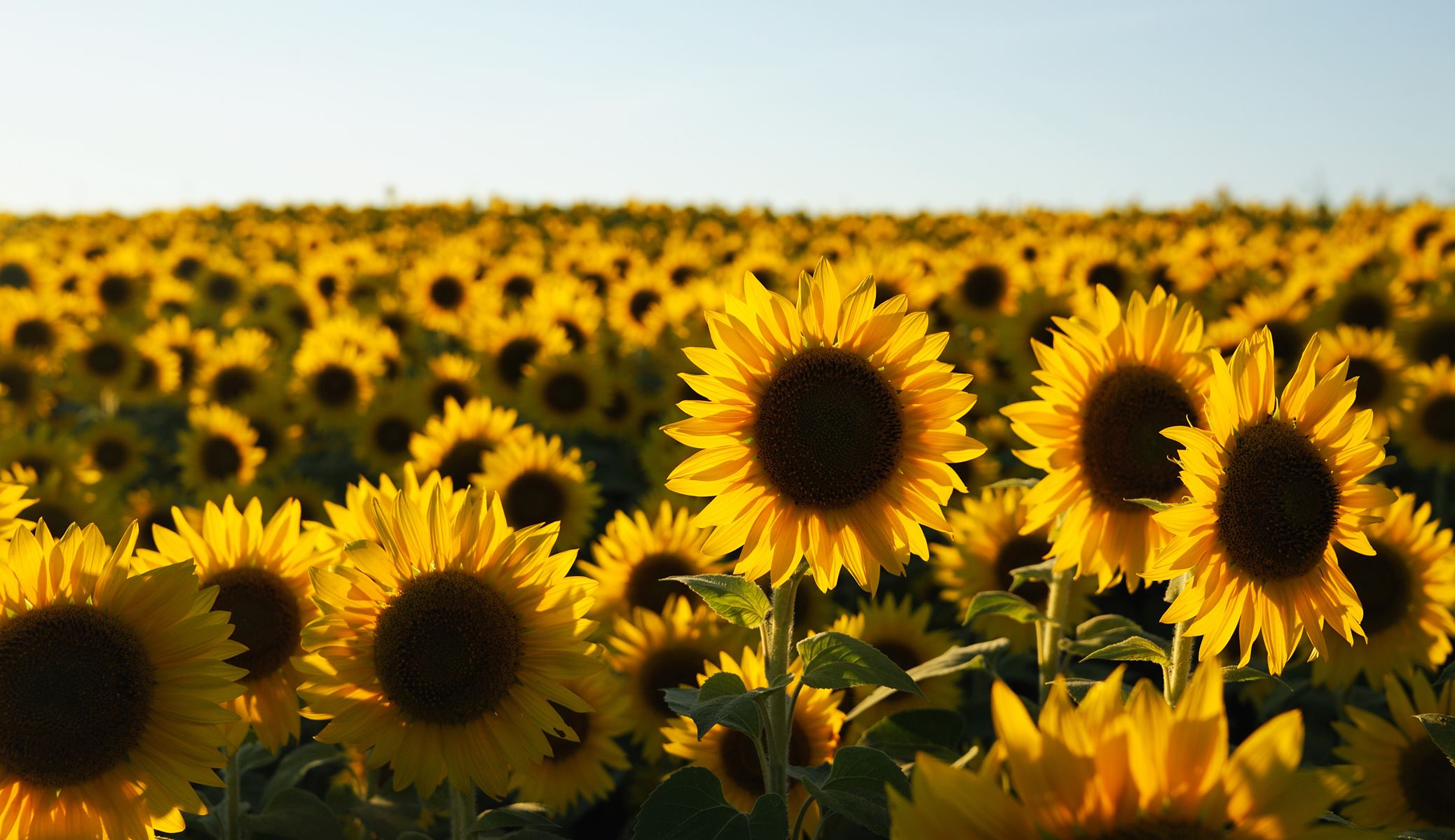 Close up of Sunflower field