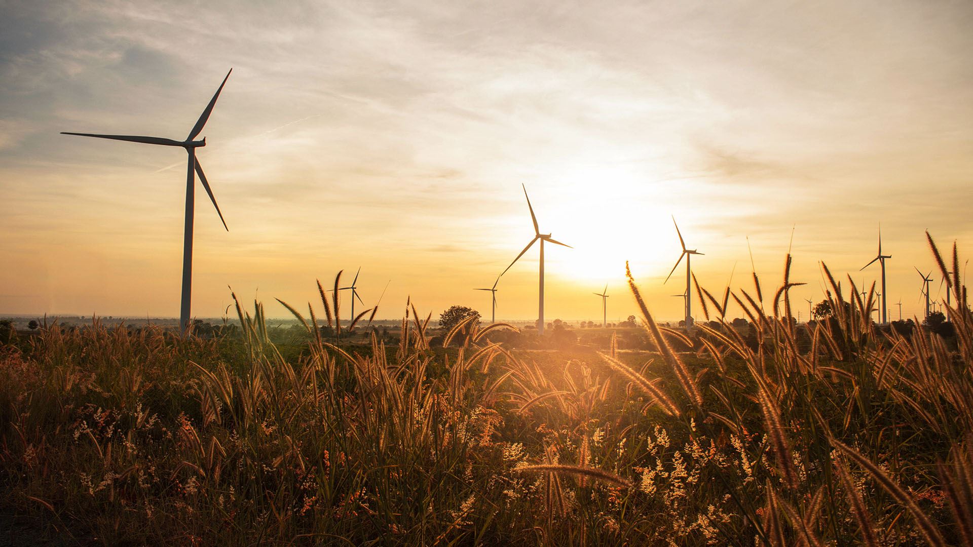 Wind turbines in a wheat field during sunset